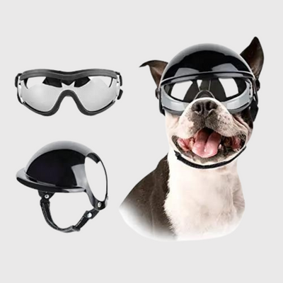 https://cdn.shopify.com/s/files/1/0763/9767/4819/files/Casque_et_lunette_moto_pour_chien_pitbull.png?v=1770648297