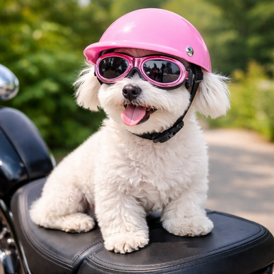 https://cdn.shopify.com/s/files/1/0763/9767/4819/files/Casque_moto_cuir_vintage_pour_chien_juste_casque-petit-chien.png?v=1770642248
