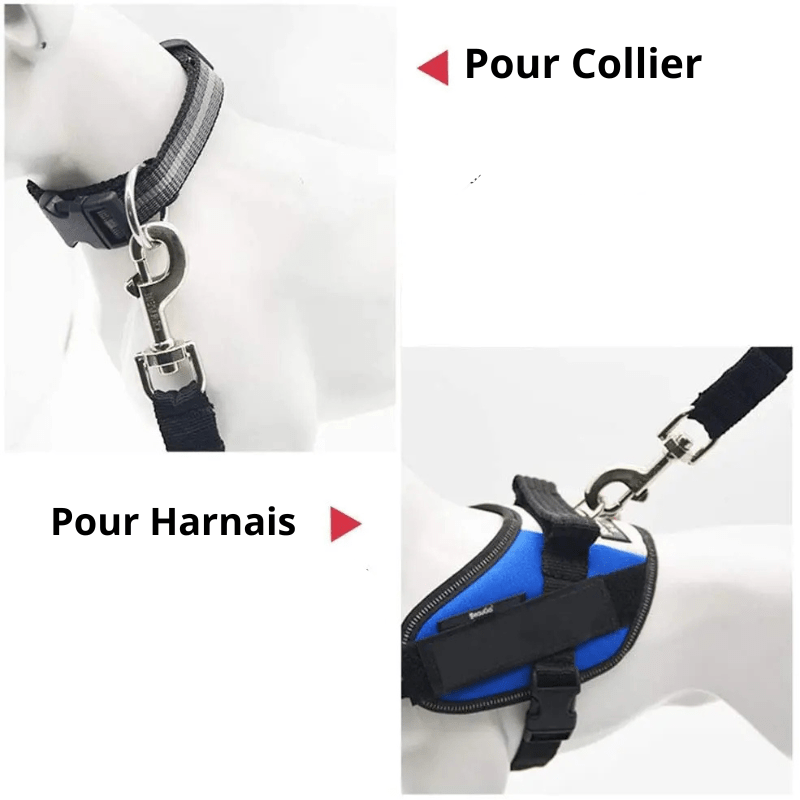 https://cdn.shopify.com/s/files/1/0763/9767/4819/files/Ceinture_chien_voiture.png?v=1729873006