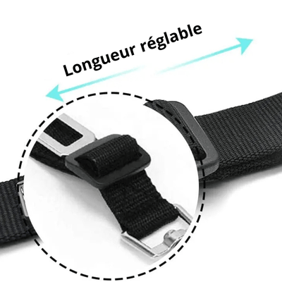 https://cdn.shopify.com/s/files/1/0763/9767/4819/files/Ceinture_chien_voiture_longueur.png?v=1729873039