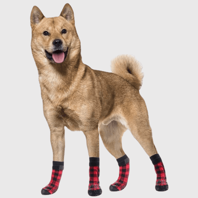 https://cdn.shopify.com/s/files/1/0763/9767/4819/files/Chaussettes_protection_pour_chien_modele_sur_le_chien.png?v=1756915948