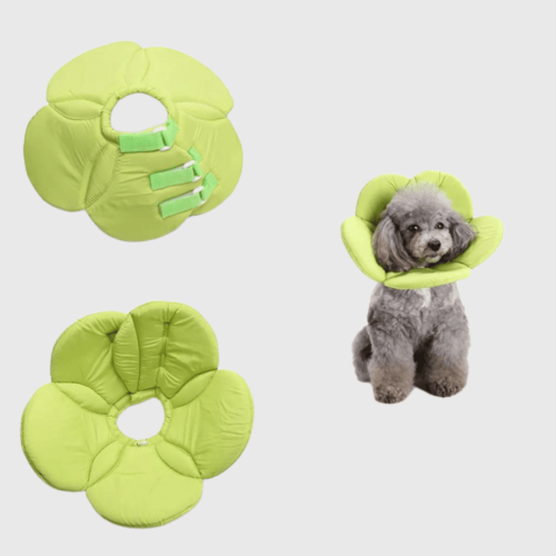 https://cdn.shopify.com/s/files/1/0763/9767/4819/files/Collerette_pour_chien_en_forme_de_fleur_verte.png?v=1695995260