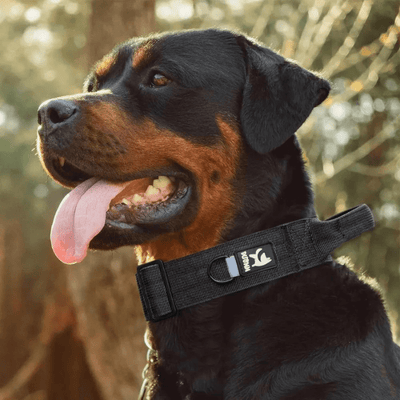 https://cdn.shopify.com/s/files/1/0763/9767/4819/files/Collier_avec_poignee_pour_chien_rott.png?v=1745335473