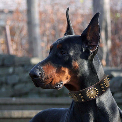 https://cdn.shopify.com/s/files/1/0763/9767/4819/files/Collier_chien_cuir_doberman.jpg?v=1728489250