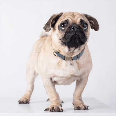 https://cdn.shopify.com/s/files/1/0763/9767/4819/files/Collier_chien_grave_bouledogue.png?v=1769013570