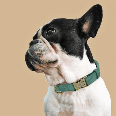 https://cdn.shopify.com/s/files/1/0763/9767/4819/files/Collier_chien_grave_zoom.png?v=1769013570
