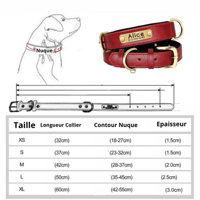 https://cdn.shopify.com/s/files/1/0763/9767/4819/files/Collier_chien_plaque_taille.png?v=1745313743