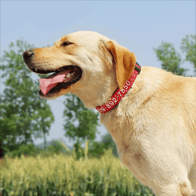 https://cdn.shopify.com/s/files/1/0763/9767/4819/files/Collier_cousu_personnalisable_pour_chien_labrador.png?v=1748610042