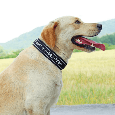 https://cdn.shopify.com/s/files/1/0763/9767/4819/files/Collier_de_Chasse_pour_Chien_exterieur.png?v=1769014579