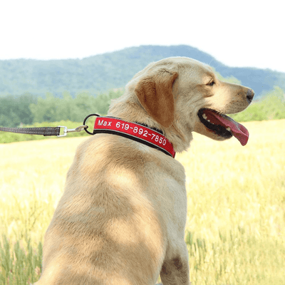 https://cdn.shopify.com/s/files/1/0763/9767/4819/files/Collier_de_Chasse_pour_Chien_labrador.png?v=1769014579