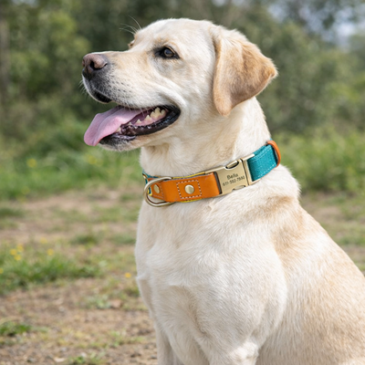 https://cdn.shopify.com/s/files/1/0763/9767/4819/files/Collier_et_laisse_pour_chien_personnalise_bleu_bd197278-c906-4fe8-9b57-08dc1f229a1c.png?v=1769104765
