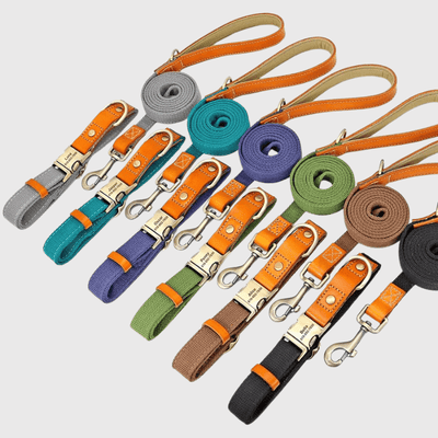 https://cdn.shopify.com/s/files/1/0763/9767/4819/files/Collier_et_laisse_pour_chien_personnalise_chiot.png?v=1769104765