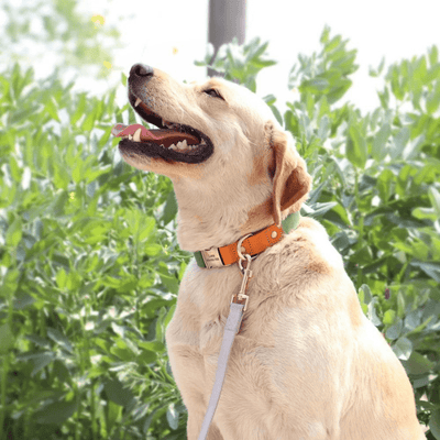 https://cdn.shopify.com/s/files/1/0763/9767/4819/files/Collier_et_laisse_pour_chien_personnalise_labrador.png?v=1769104765