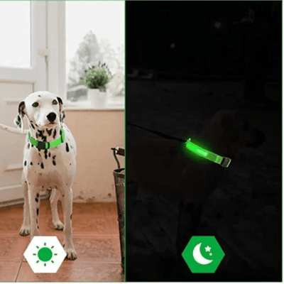 https://cdn.shopify.com/s/files/1/0763/9767/4819/files/Collier_fluo_pour_chien_jour_et_nuit.png?v=1765550205