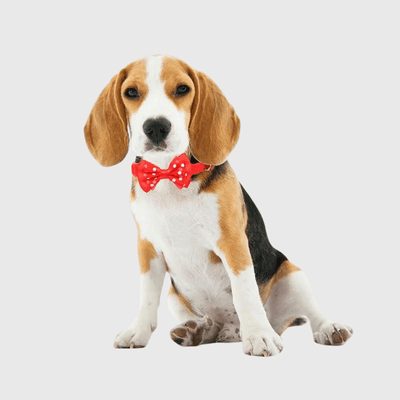 https://cdn.shopify.com/s/files/1/0763/9767/4819/files/Collier_personnalise_pour_chien_avec_Noeud_Papillon_canin.png?v=1769182345