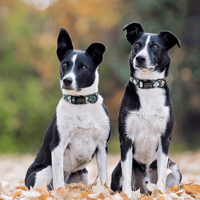 https://cdn.shopify.com/s/files/1/0763/9767/4819/files/Collier_personnalise_prenom_et_telephone_pour_chien_style_amstaff.png?v=1745332904