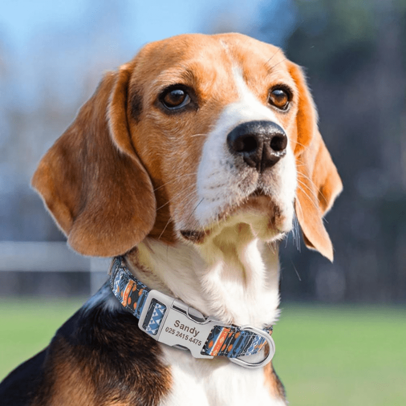 https://cdn.shopify.com/s/files/1/0763/9767/4819/files/Collier_pour_Chien_Personnalise_chien_de_chasse.png?v=1767115550