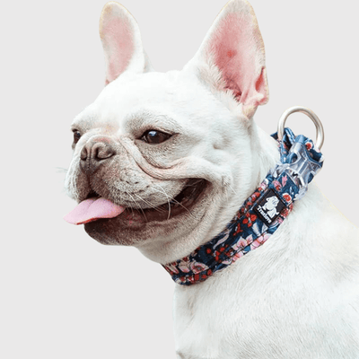 https://cdn.shopify.com/s/files/1/0763/9767/4819/files/Collier_pour_chien_True_Love_bouledogue.png?v=1745334225