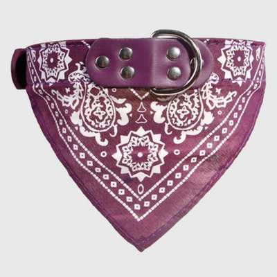 https://cdn.shopify.com/s/files/1/0763/9767/4819/files/Collier_pour_chien_bandana_violet.png?v=1701357354