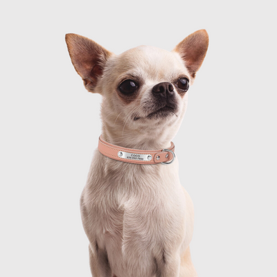https://cdn.shopify.com/s/files/1/0763/9767/4819/files/Collier_pour_petit_chien_personnalise_modele_chien_collier_rose.png?v=1699969857
