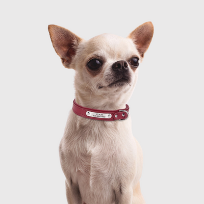 https://cdn.shopify.com/s/files/1/0763/9767/4819/files/Collier_pour_petit_chien_personnalise_modele_chien_marrons.png?v=1699969857