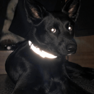 https://cdn.shopify.com/s/files/1/0763/9767/4819/files/Collier_reflechissant_personnalisable_pour_chien_canin.png?v=1769014562