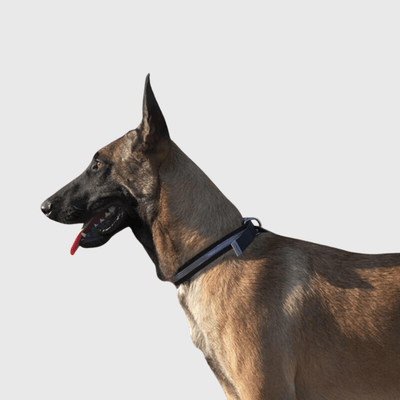 https://cdn.shopify.com/s/files/1/0763/9767/4819/files/Collier_waterproof_True_Love_malinois.png?v=1698418934