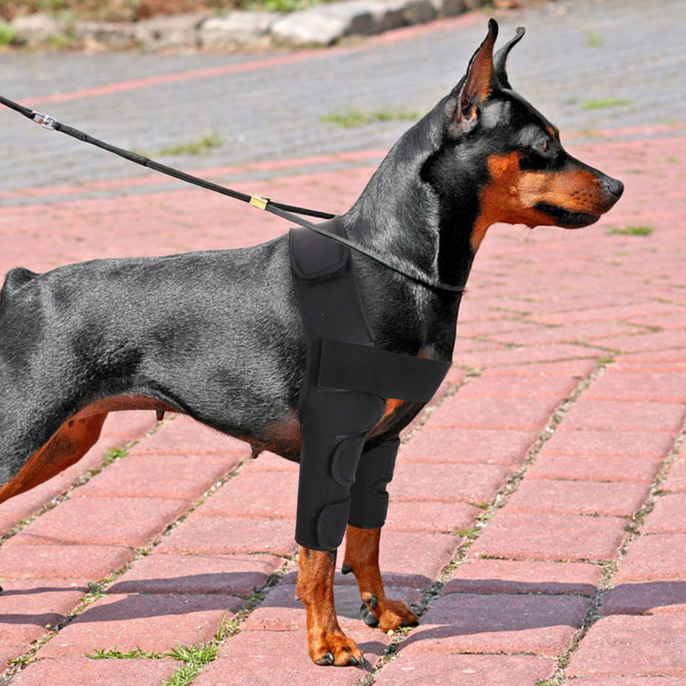 Coudiere chien - Gros-Chien.com