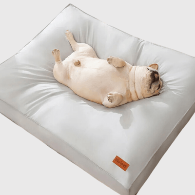 https://cdn.shopify.com/s/files/1/0763/9767/4819/files/Coussin_m_moire_de_forme_pour_chien_bouledogue.png?v=1747663643