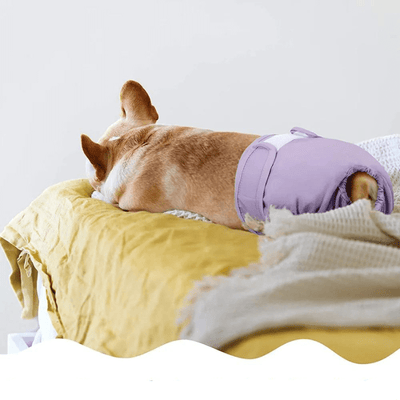 https://cdn.shopify.com/s/files/1/0763/9767/4819/files/Culotte_elastique_pour_chien_bouledogue.png?v=1746195729