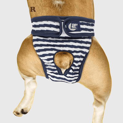 https://cdn.shopify.com/s/files/1/0763/9767/4819/files/Culotte_pour_chienne.png?v=1746197631