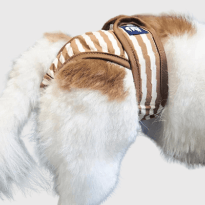 https://cdn.shopify.com/s/files/1/0763/9767/4819/files/Culotte_pour_chienne_derriere.png?v=1746197631