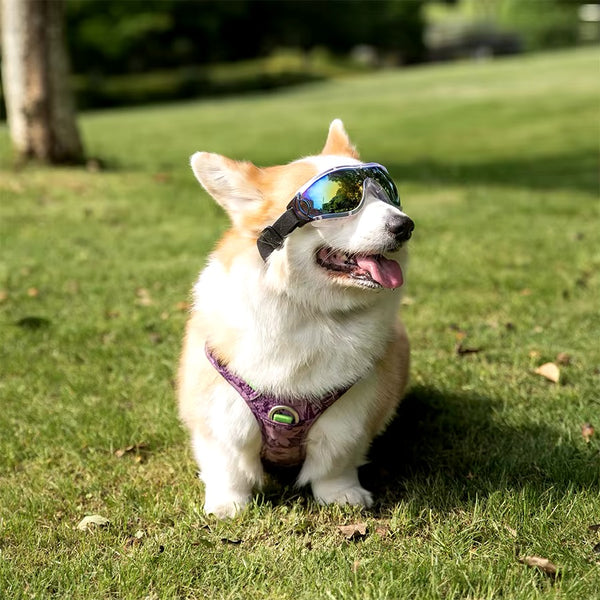 Lunettes De Soleil Rétro Pour Chien – Protection UV, Coupe-vent, Sangle Réglable, Pour Taille Moyenne/grande, Marron