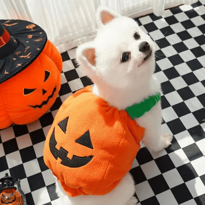 https://cdn.shopify.com/s/files/1/0763/9767/4819/files/Deguisement_citrouille_chien_shiba.png?v=1757428483