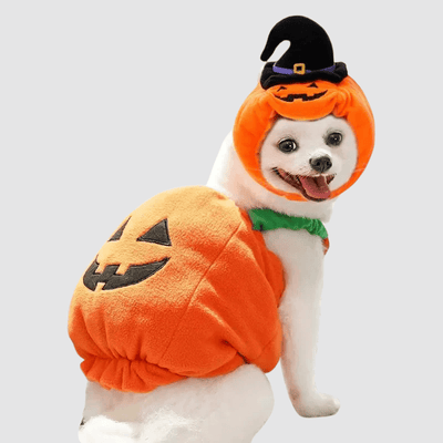 https://cdn.shopify.com/s/files/1/0763/9767/4819/files/Deguisement_citrouille_chien_verso_ensemble.png?v=1757428427