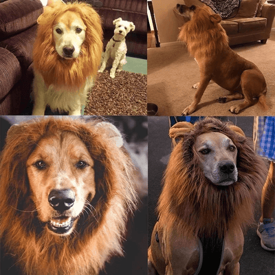 https://cdn.shopify.com/s/files/1/0763/9767/4819/files/Deguisement_gros_chien_exemple_sur_chien.png?v=1757439864