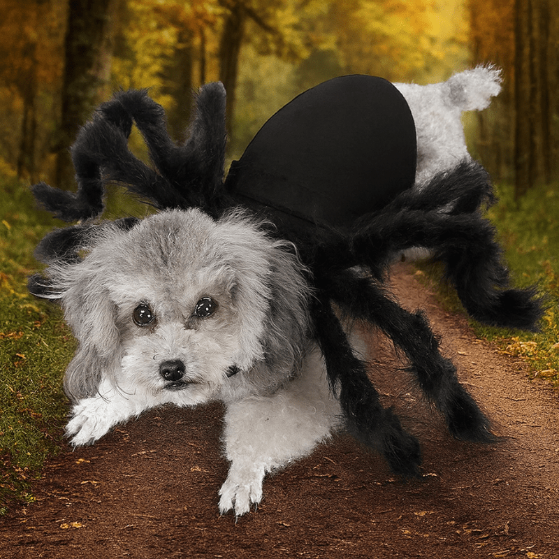https://cdn.shopify.com/s/files/1/0763/9767/4819/files/Deguisement_halloween_chien_araignee.png?v=1757439067