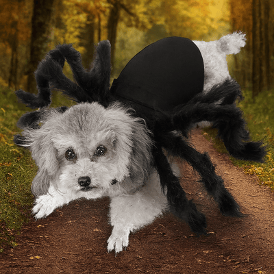 https://cdn.shopify.com/s/files/1/0763/9767/4819/files/Deguisement_halloween_chien_araignee.png?v=1757439067