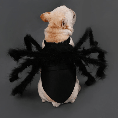 https://cdn.shopify.com/s/files/1/0763/9767/4819/files/Deguisement_halloween_chien_araignee_bouledogue.png?v=1757439117
