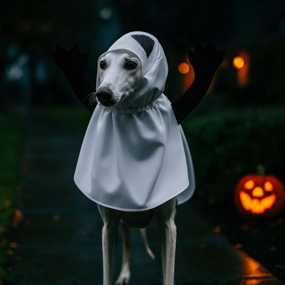 https://cdn.shopify.com/s/files/1/0763/9767/4819/files/Deguisement_halloween_chien_fantome.png?v=1757505847