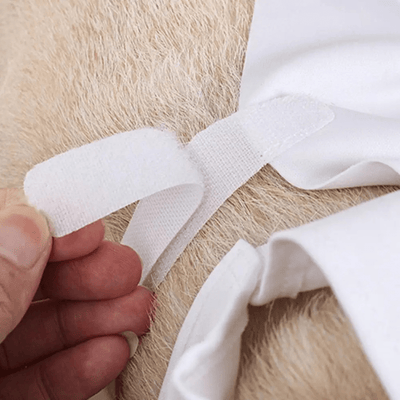 https://cdn.shopify.com/s/files/1/0763/9767/4819/files/Deguisement_halloween_chien_fantome_accroches.png?v=1757505847