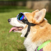 Lunette de soleil pour chien