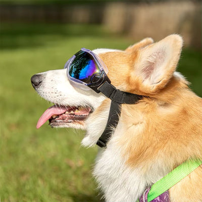 Lunette de soleil pour chien