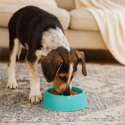 https://cdn.shopify.com/s/files/1/0763/9767/4819/files/Gamelle_chien_plastique_vert_chiot.png?v=1755941218