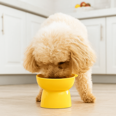 https://cdn.shopify.com/s/files/1/0763/9767/4819/files/Gamelle_chien_sur_lev_Jaune_cuisine.png?v=1750089660