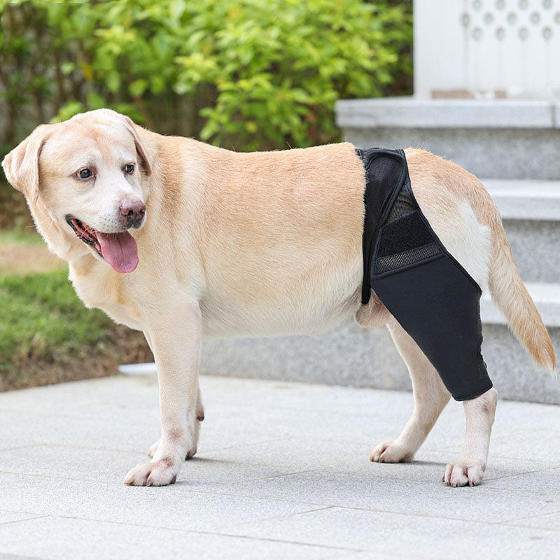 Attelles pour chiens patte arrière et patte avant