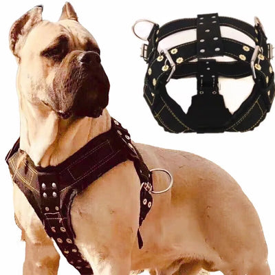 Collier et Laisse Nylon 5 cm Tressée Pitbull Gros Chien
