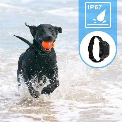 Collier Électrique de Dressage 300 m Écran LCD IP67 Chien