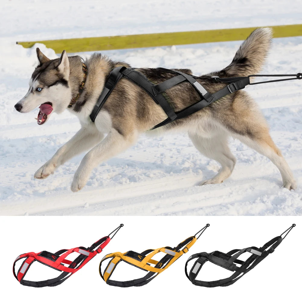 Harnais Tractif Skijoring Sport Canin Gros Chien
