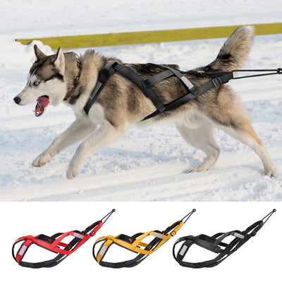 Harnais Tractif Skijoring Sport Canin Gros Chien